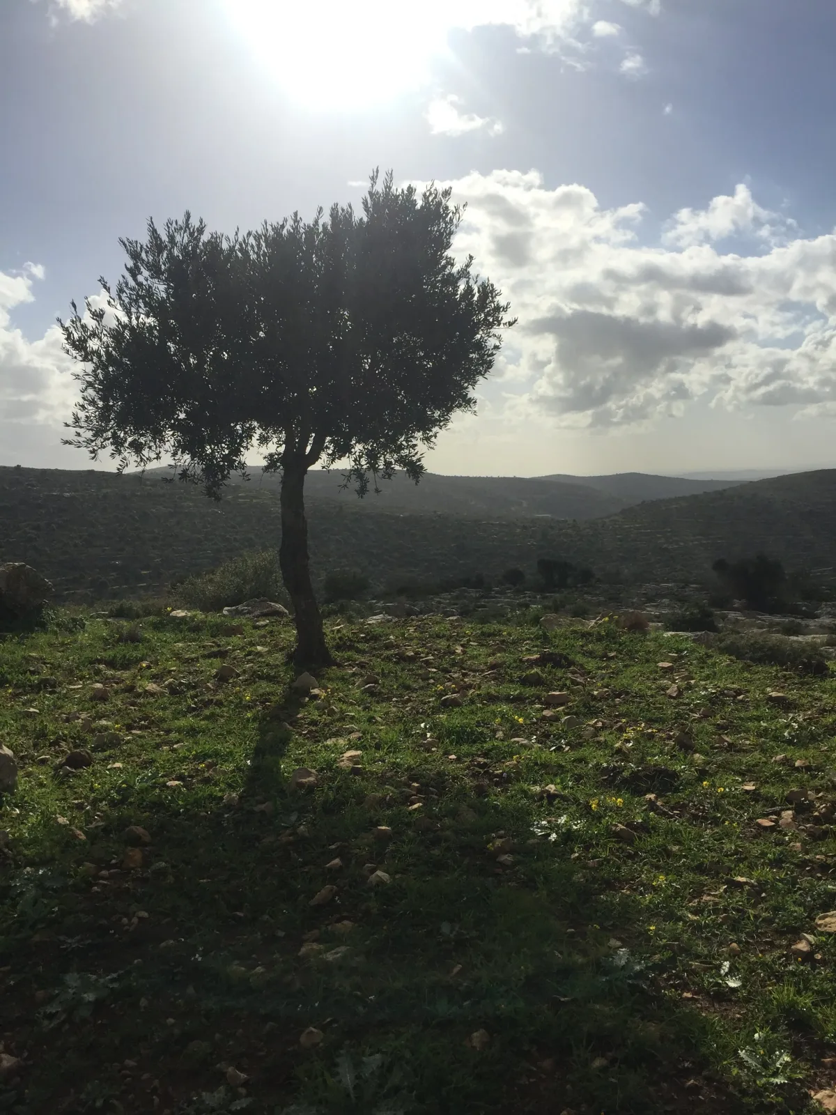 A lone olive tree on a hillside